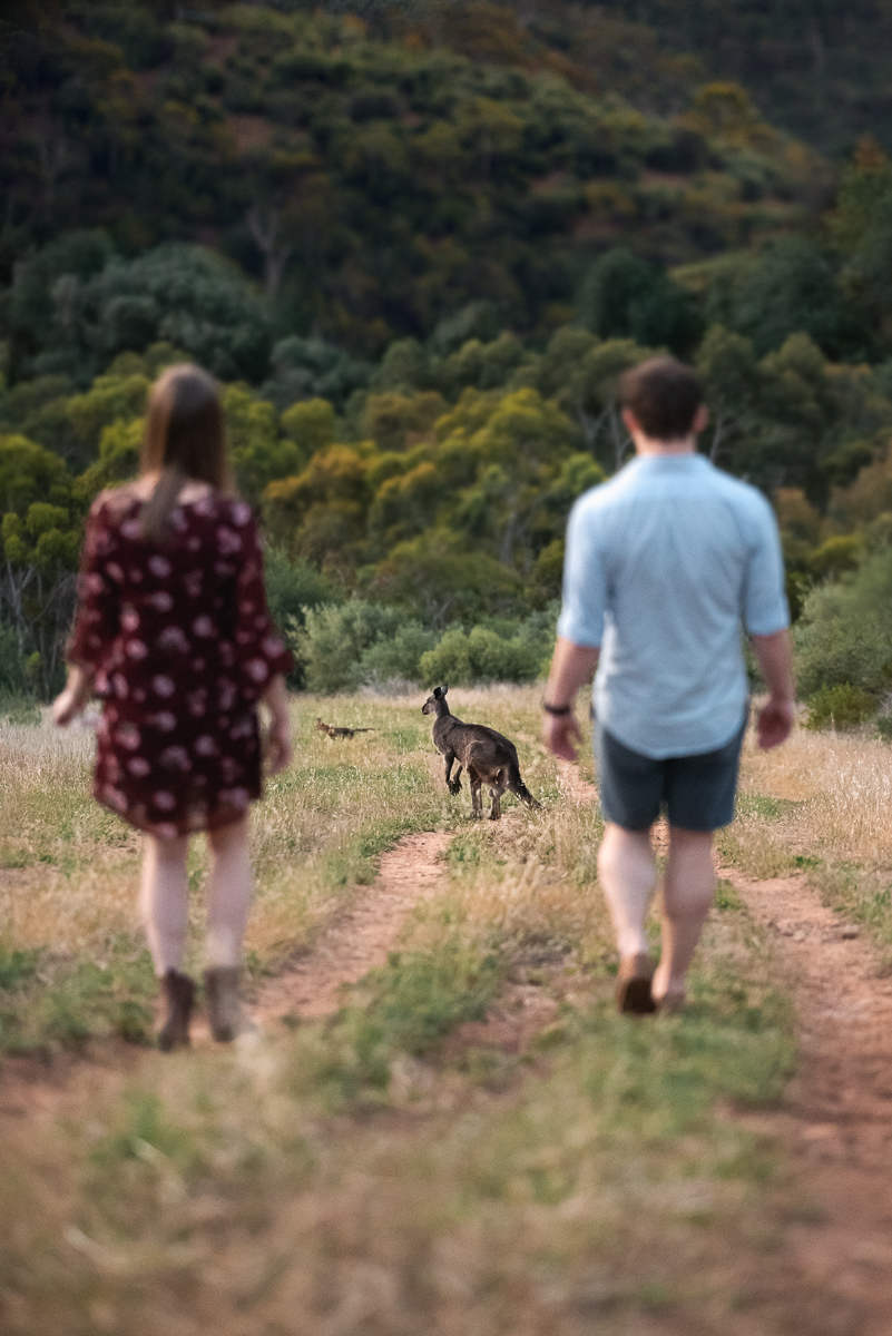 Bec and Stefan - Adelaide - Wilson & Lewis Photography