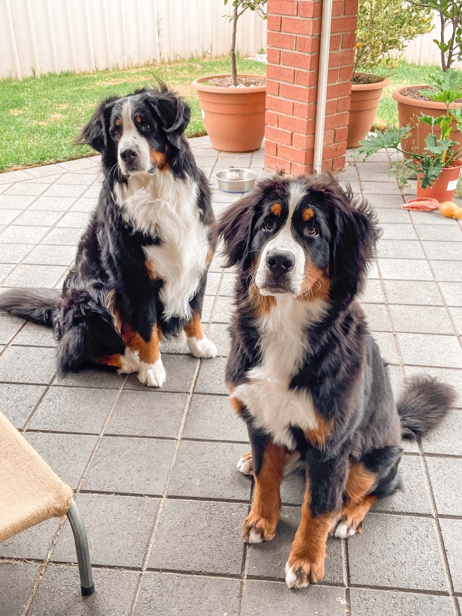 This wedding photographer is prod of their two Bernese mountain dogs