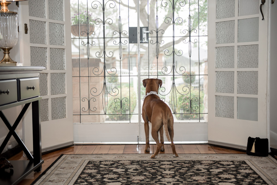Dog waiting by door at wedding